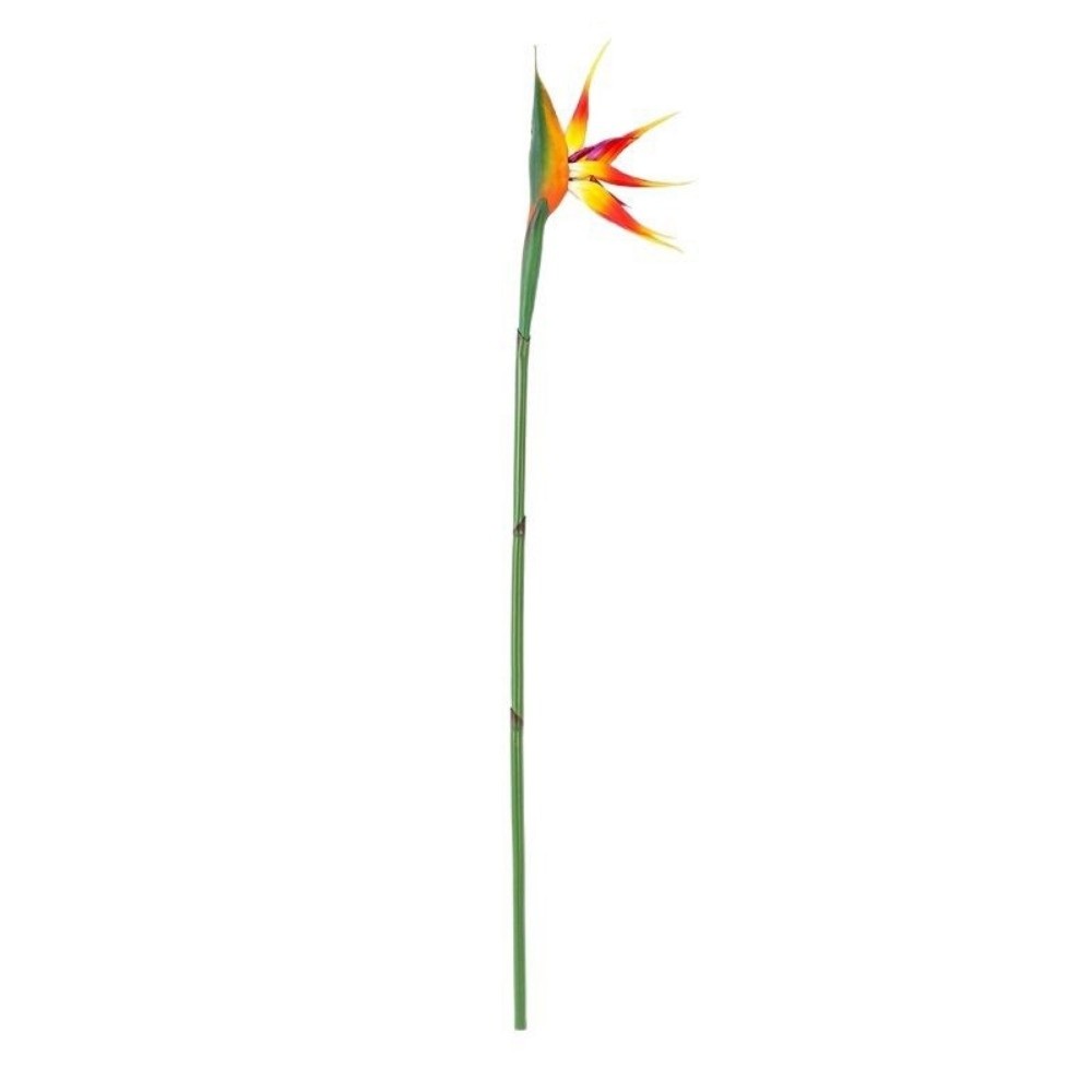 ดอกสตรีลิเซียปลอม ก้านยาว แบบใ - Bird Paradise Strelitzia บทวิจารณ์และราคา