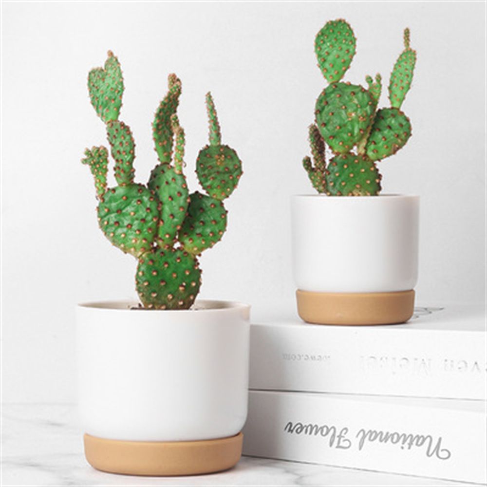 กระถางต้นไม้ทรงกลมสีเขียวพร้อม - Aloe Vera Pot บทวิจารณ์และราคา