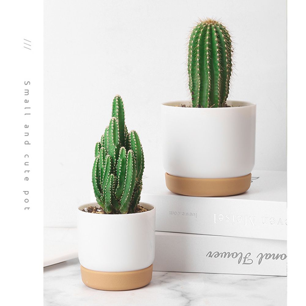 กระถางต้นไม้ทรงกลมสีเขียวพร้อม - Aloe Vera Pot บทวิจารณ์และราคา