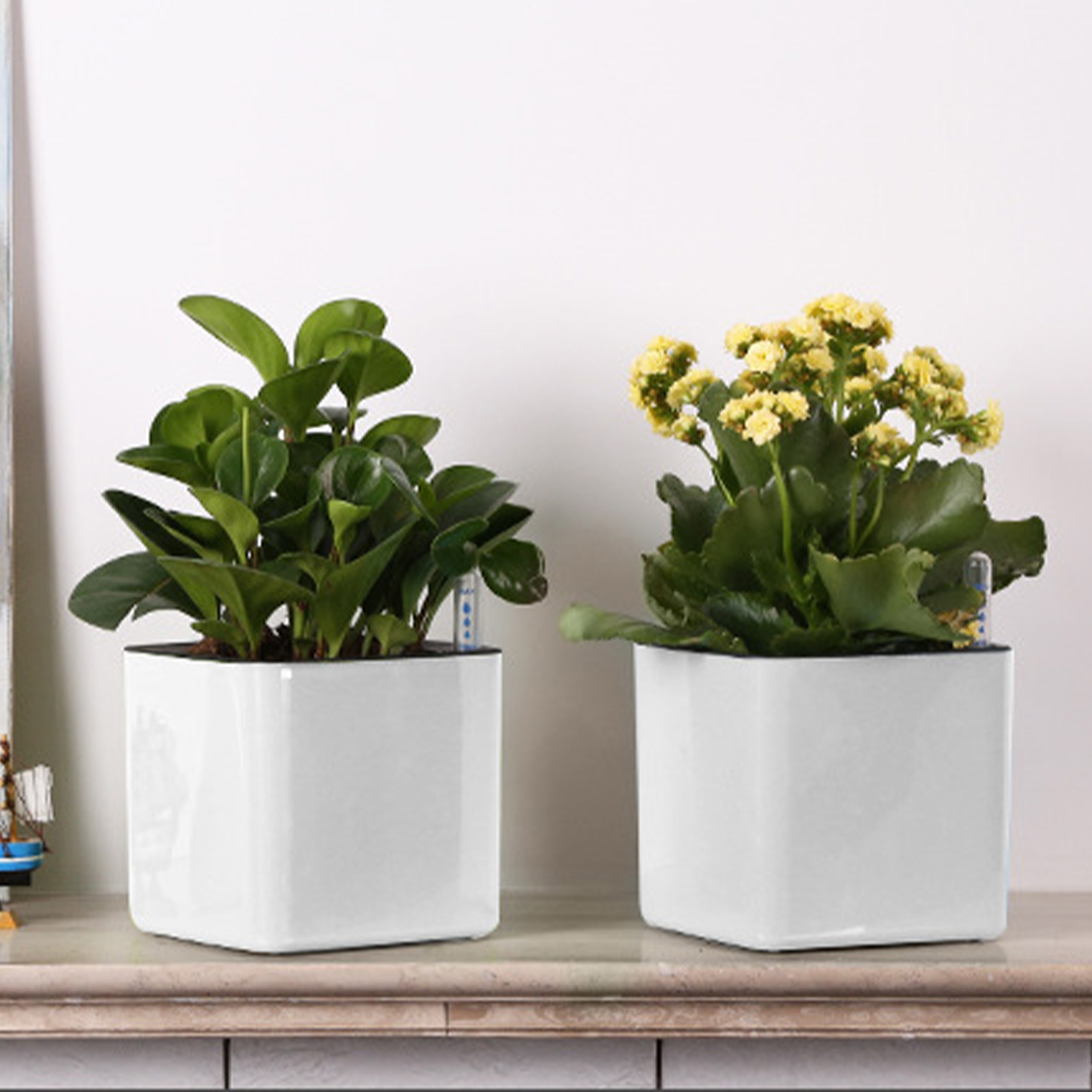 กระถางปลูกต้นไม้แบบรดน้ำเองพร้ - Aloe Vera Pot บทวิจารณ์และราคา