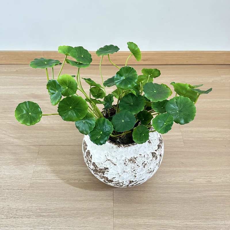 2 ชิ้น ต้นไม้ประดิษฐ์ ปาเลีย เ - Pilea Peperomioides บทวิจารณ์และราคา